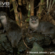 Illustration for article titled Monday Mustelid - Lutrogale perspicillata Edition